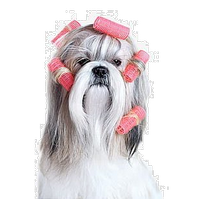 a dog with hair rollers